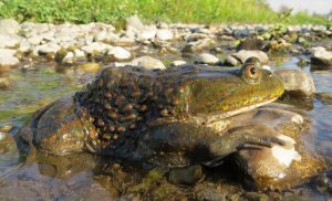 C. gayi Status of conservation for Calyptocephalella gayi
